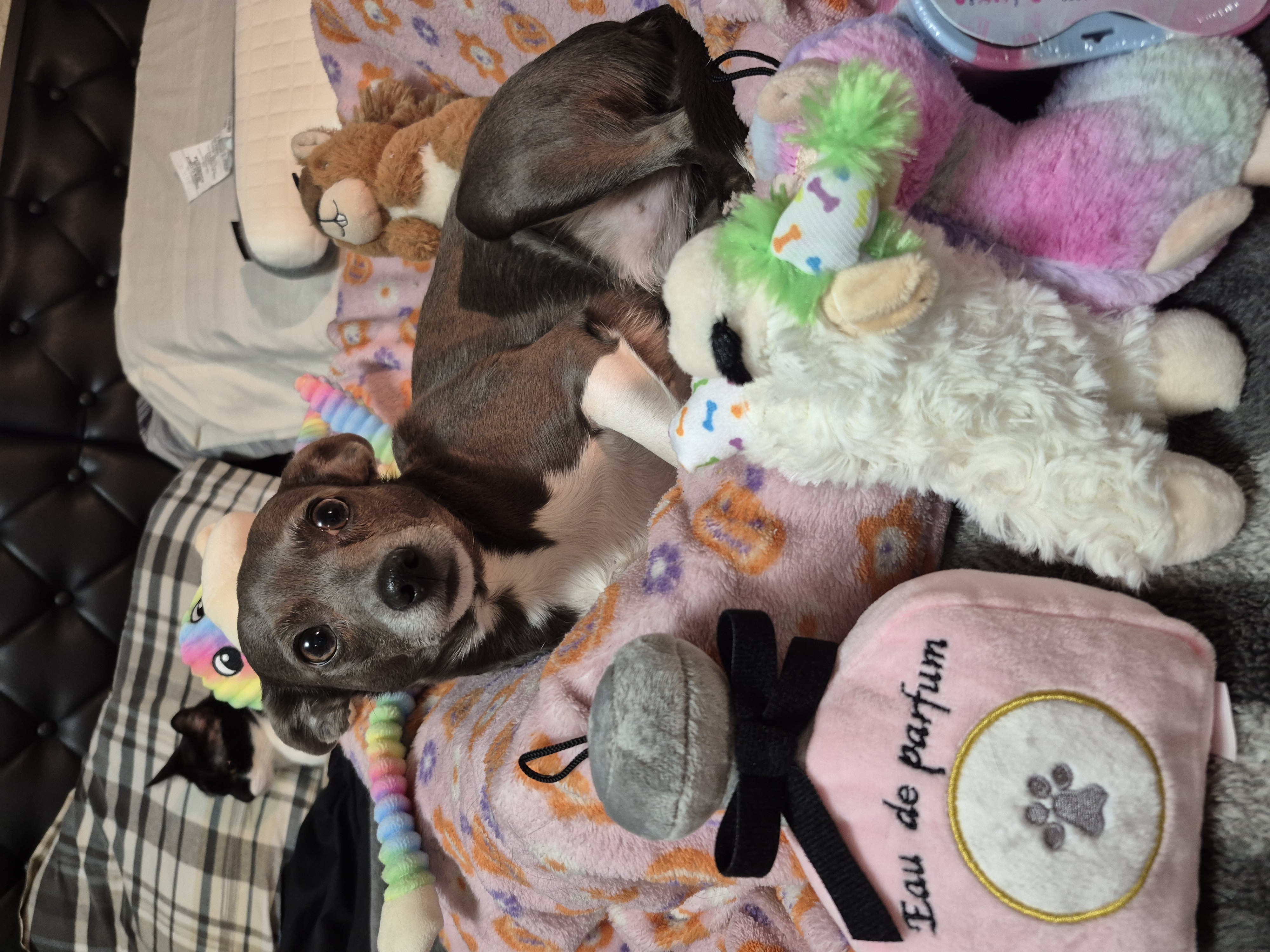 Stormi