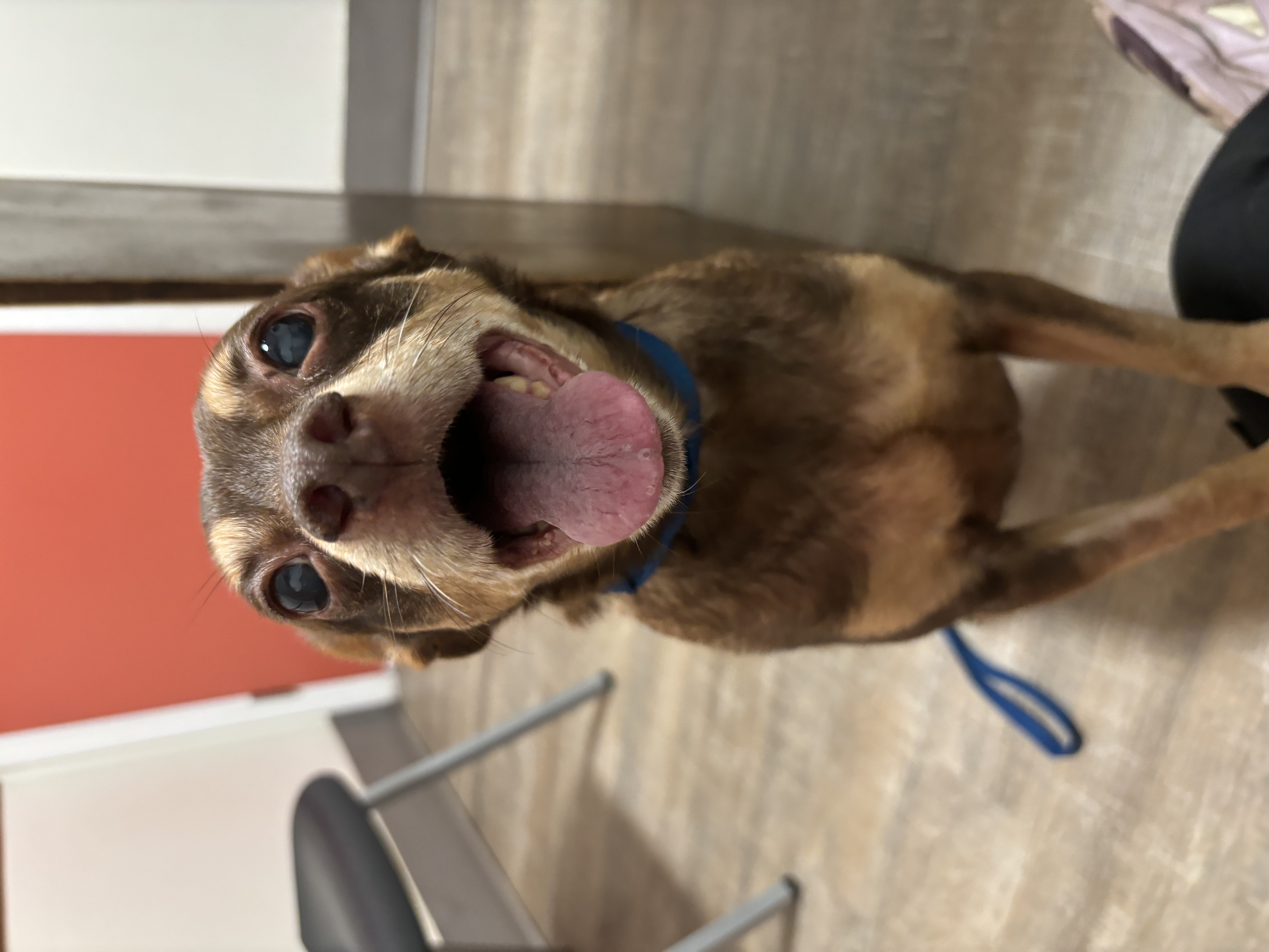Chewy