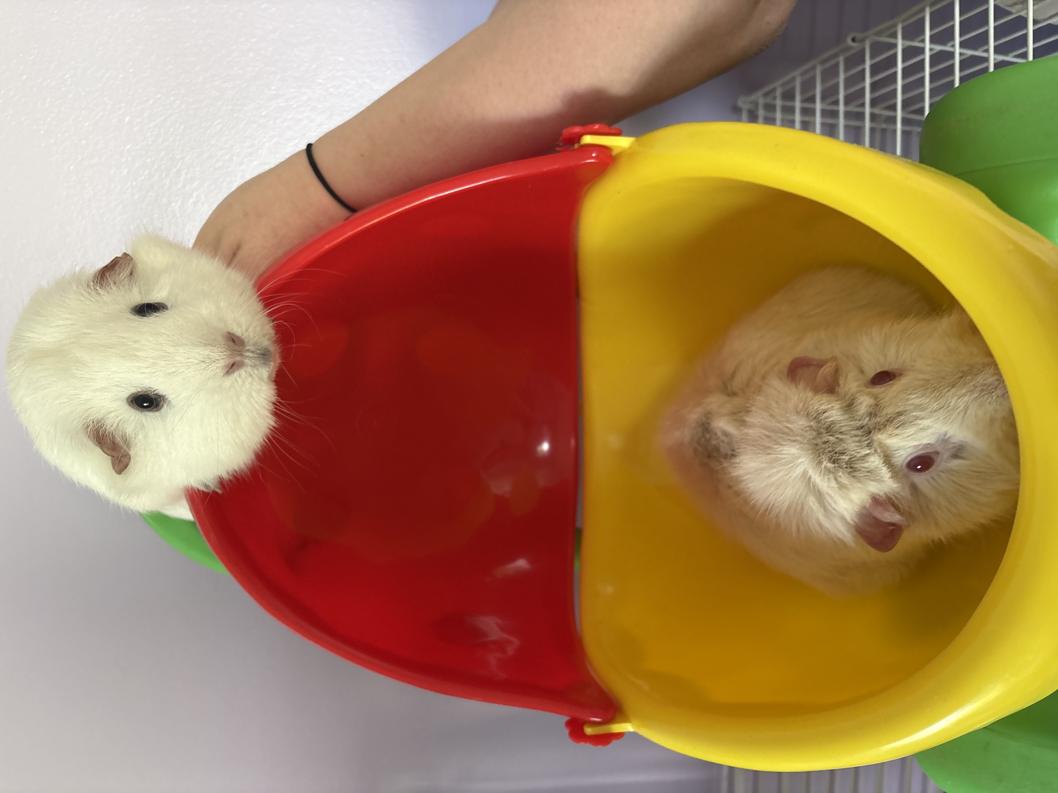 cheese and Casper