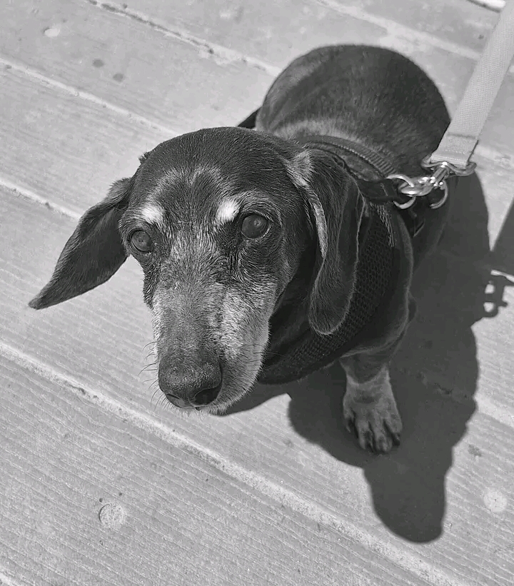 Liza